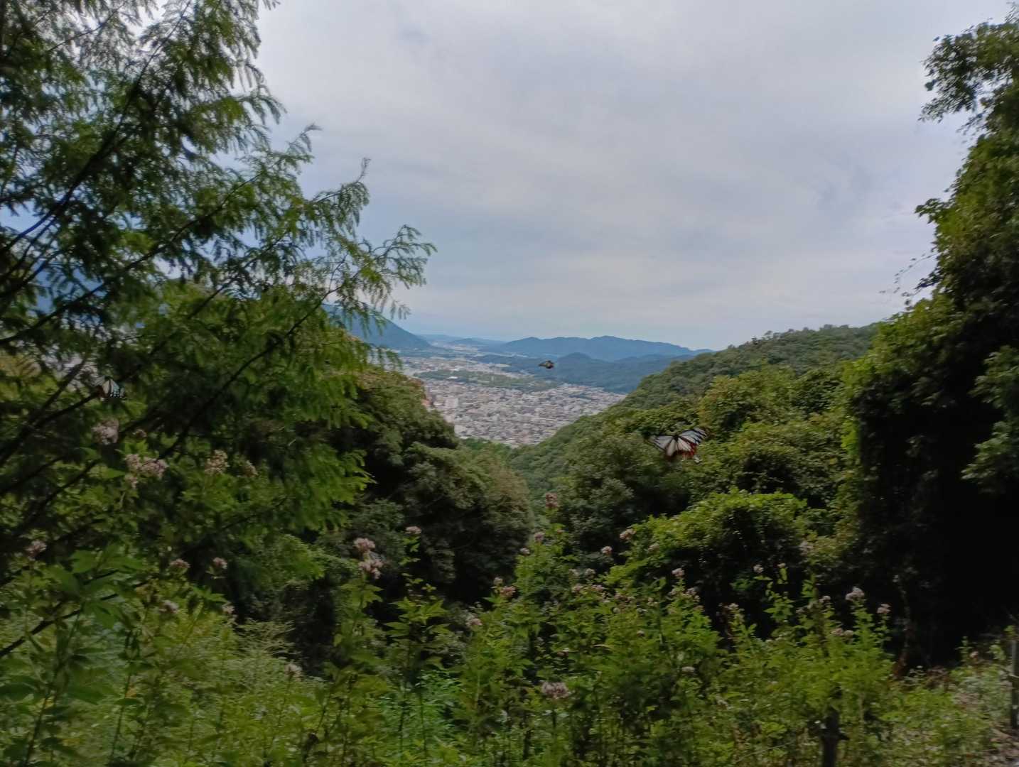 沢山🦋飛んでました😺