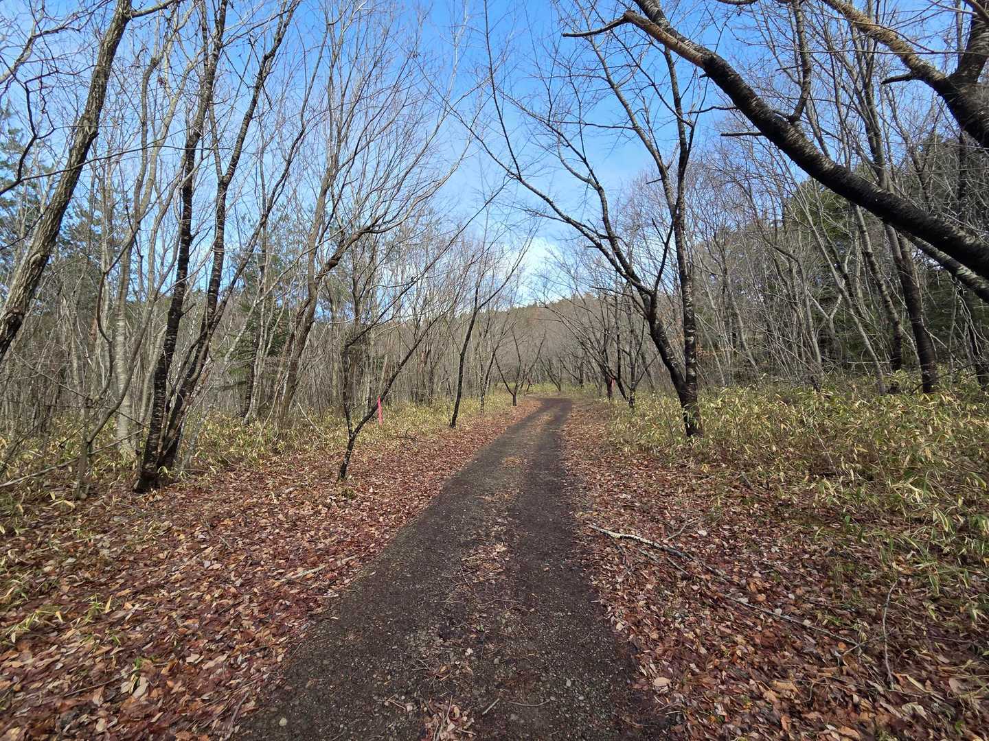 途中、林道を歩きます。
近隣の小学校の卒業生が植樹した桜並木になっていますが、今咲かないタイプの桜のようです🌸