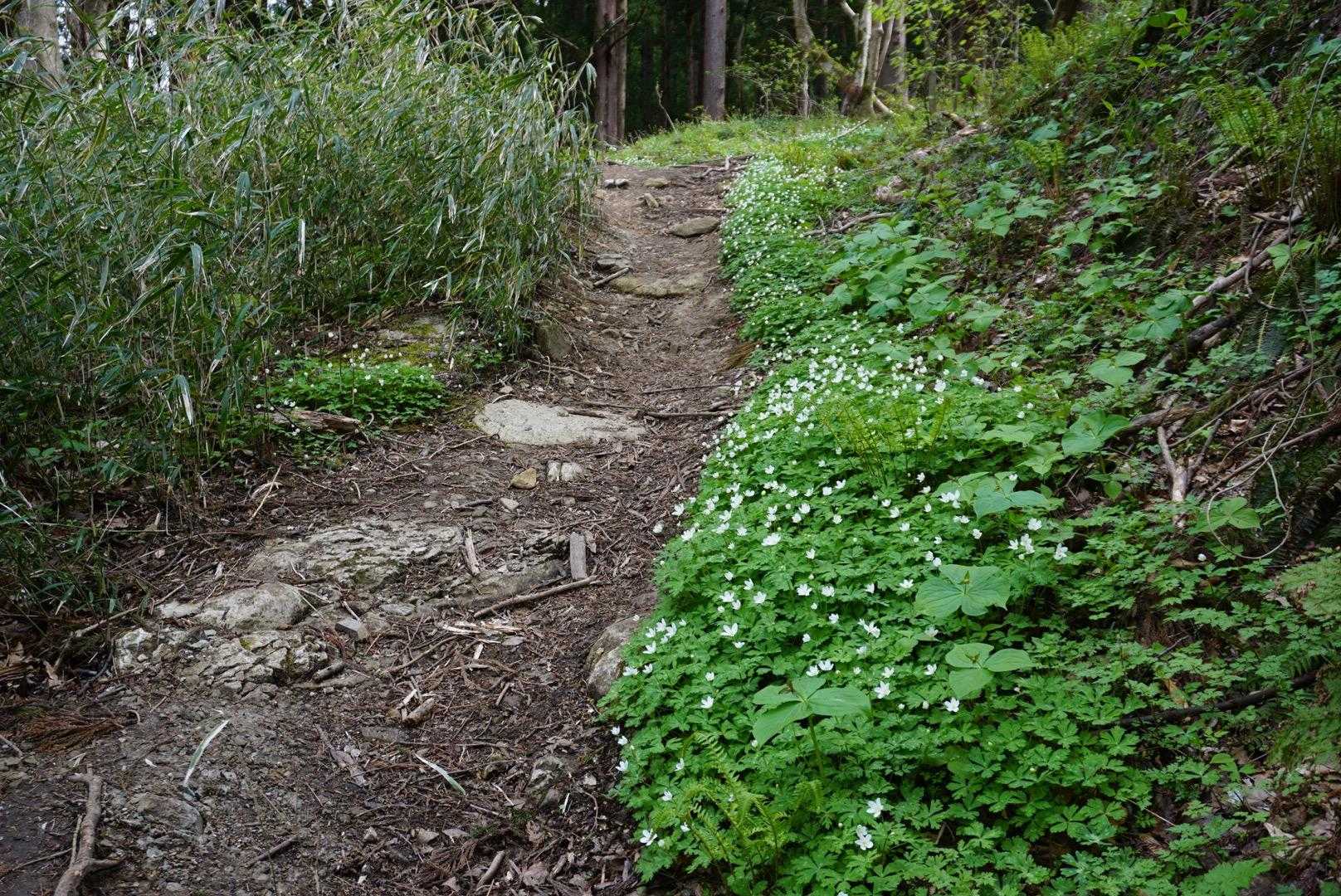 ニリンソウロード、続きますよ