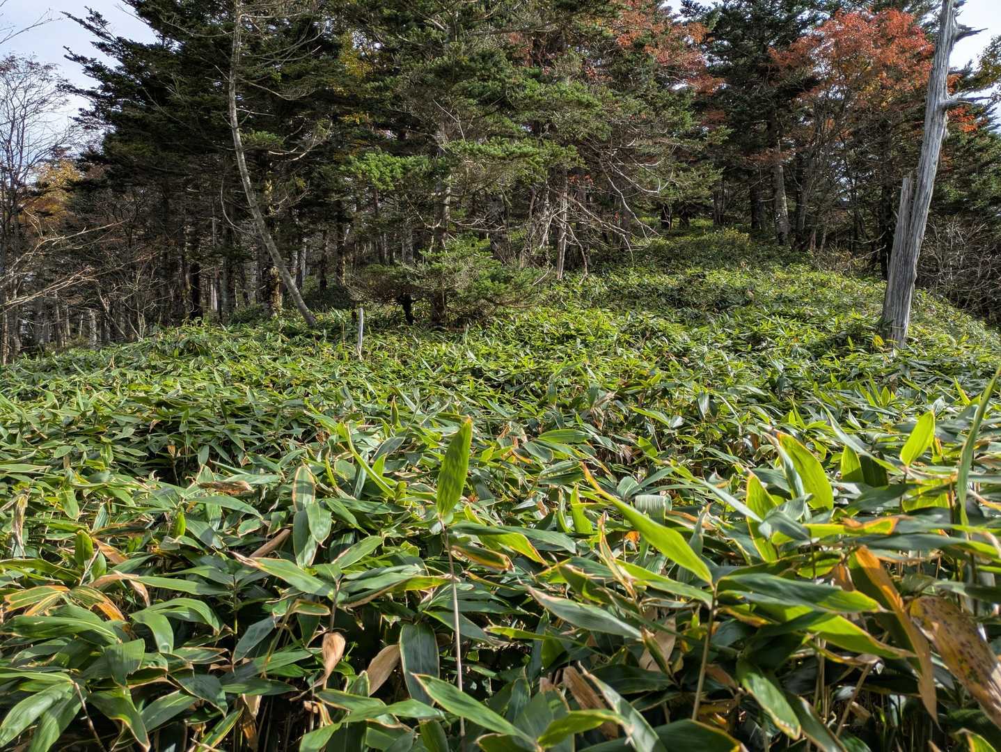 摺古木山からはずっと笹の海
