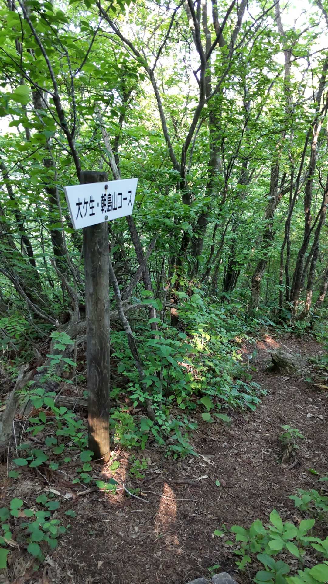大ケ生・朝島山コース
　急降下😱