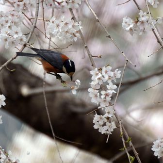 日本と朝鮮半島、台湾にしかいない留鳥。 背と腹の赤茶色が目立つシジュウカラ類
エゴノキやアカマツ、ツバキ、スダジイ、イチイなど、樹木の実を樹皮の隙間や土の中などに隠して貯食する習性があり、樹木の種子散布に大きく貢献している。 落葉広葉樹林や照葉樹林に生息し、冬期は平地林や市街地の公園でもよく見られる
