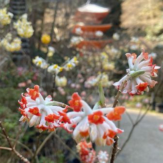 珍しいオレンジ色のミツマタ　観賞用との事