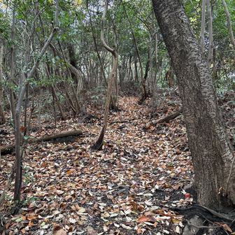 ふわふわ落ち葉🍂