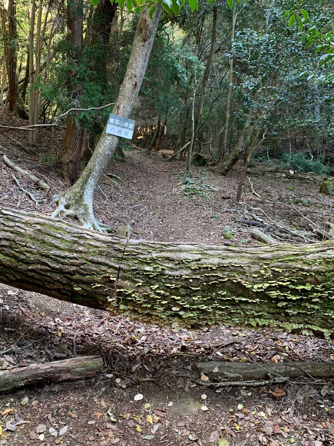 倒木は何ヶ所かあります
