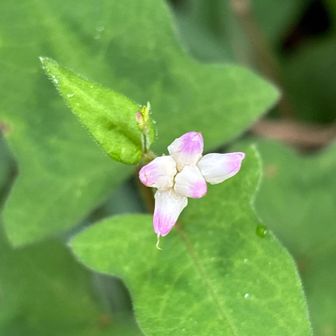 ミゾソバ🌸