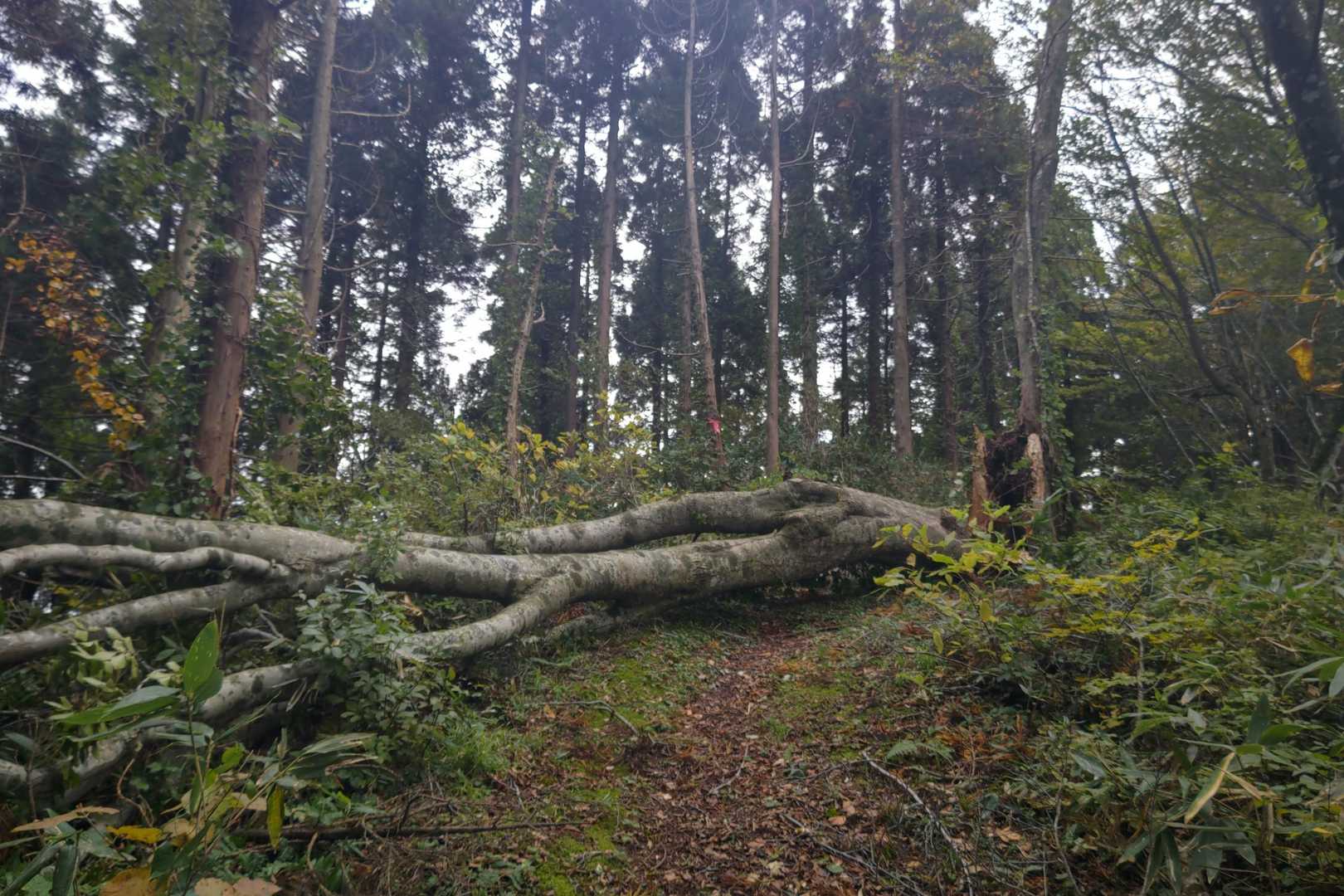 この前の強風🍃で倒れたのかも…長い間お疲れ様でした😌