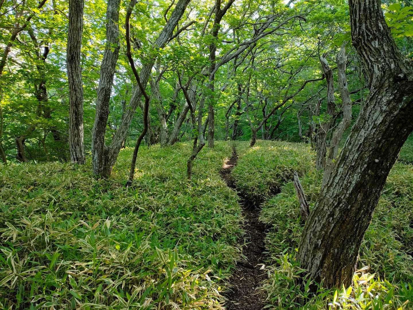 赤川登山口-久住山-中岳-稲星山 周回コースの写真