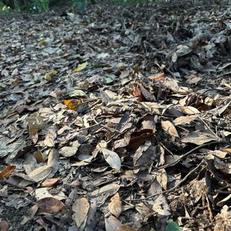 落ち葉ザックザク🍂