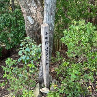 小天狗パラダイス？