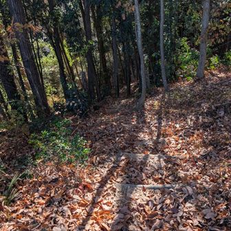 激下りも時々ロープがあるので助かる
今日もポールめんどくさくて置いてきちゃう
絶対後悔するの解ってるのに
山で面倒くさい出したらいかんのよ！

頂上で主が追加してた棒とか竹とかの杖、やっぱり貰っておくんだったなー
落ち葉時期は必要だね
