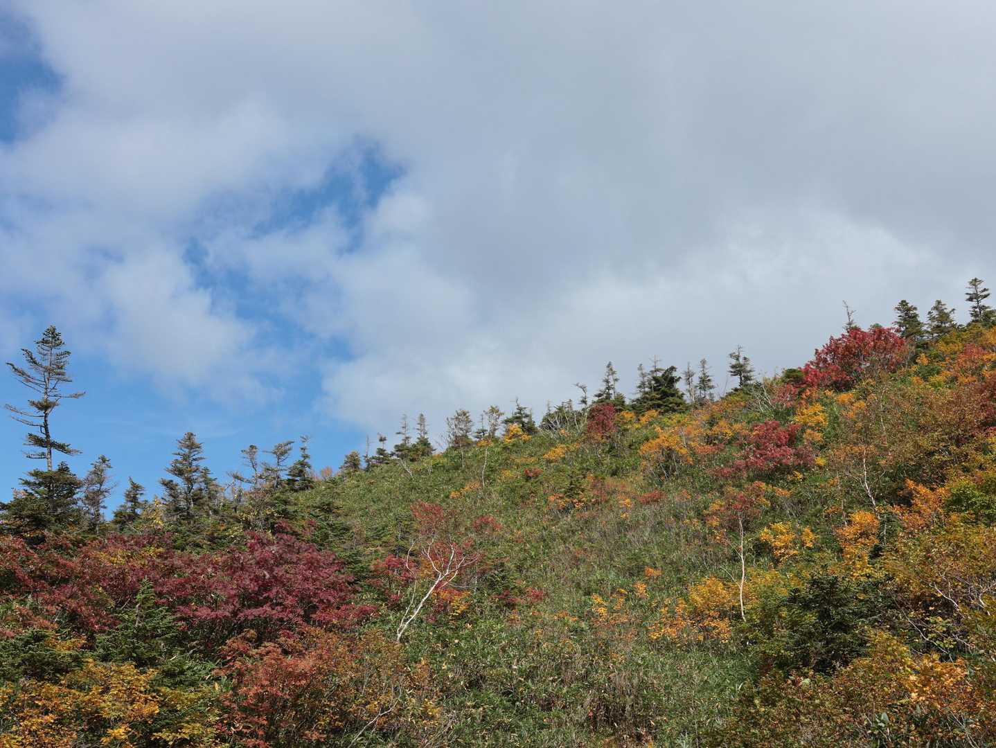 ウッドデッキの平らなテン場あり。その真上の紅葉🍁と空。