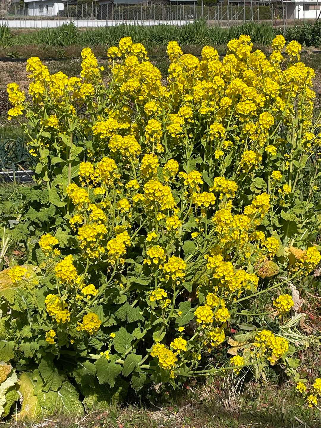 ワサワサの菜の花の横で地元のお母さんと少しお話し
この辺りの方は皆さんとても気さくに「こんにちは」と声を掛けて下さりなんだかほっこりしました🥰