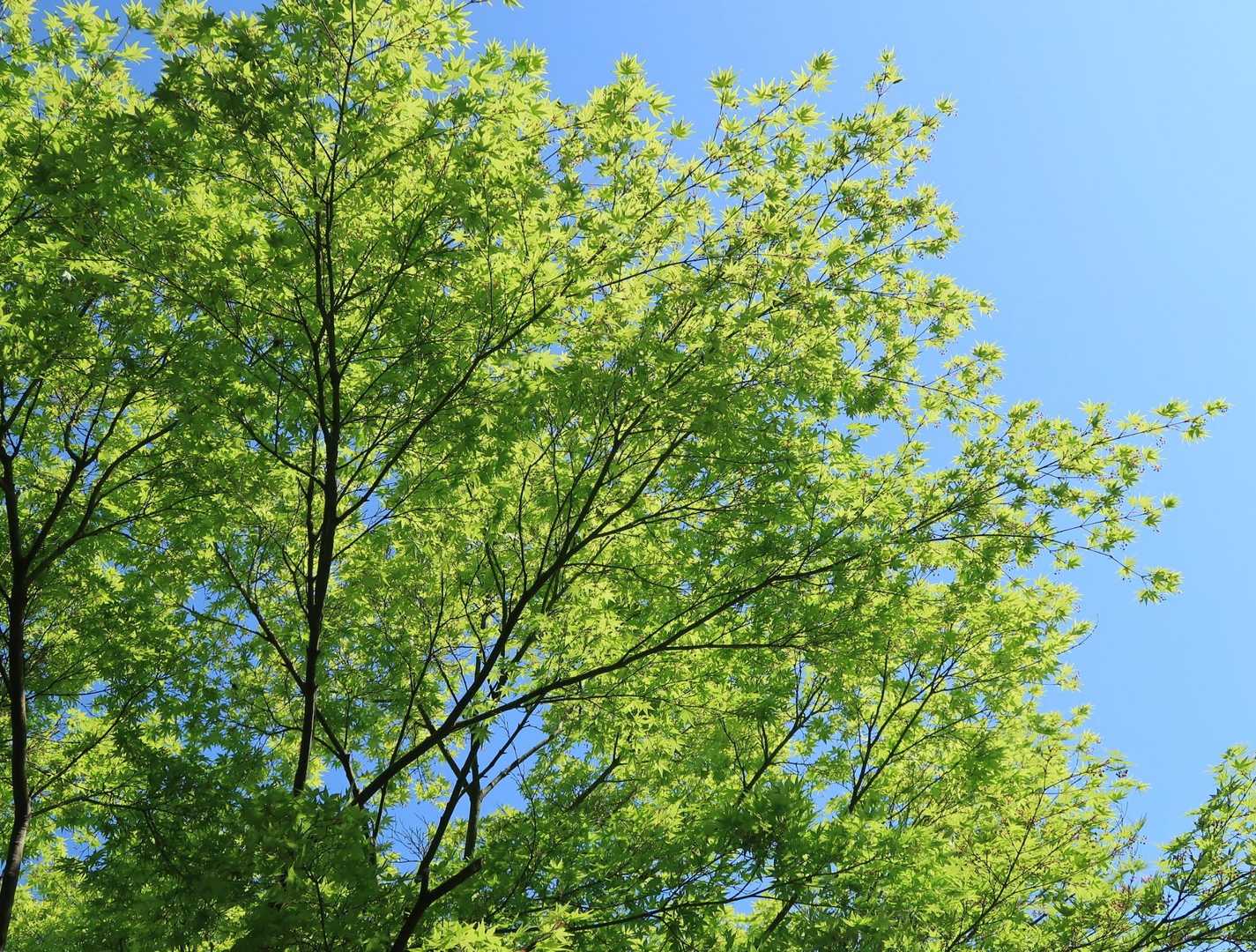 新緑🌿