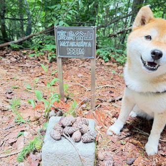 すっかり登山犬🐕まり6歳