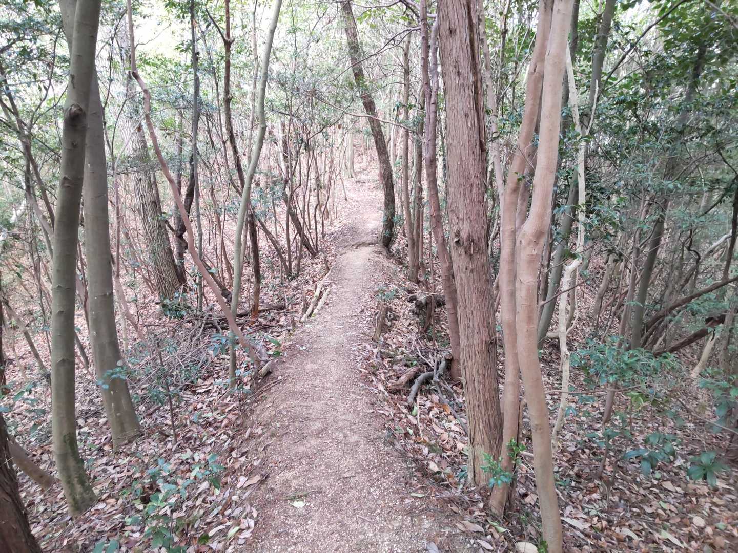 伊與部山-木村山-朝間薬師堂 往復コースの写真