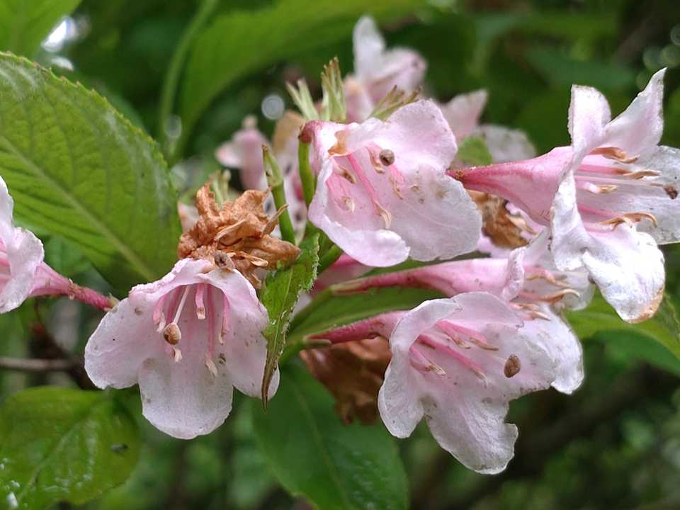 タニウツギの花🌸