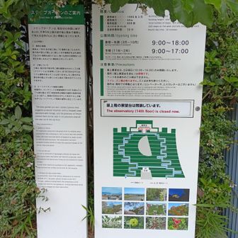 アクロス福岡は、南面に設けられた階段状の庭園を、東西のルートで登り降りしながら散策できる。