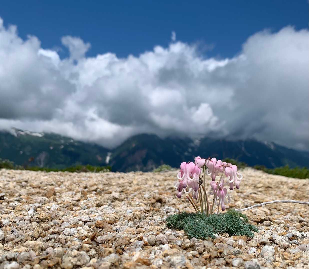 南沢岳（富山県）の写真