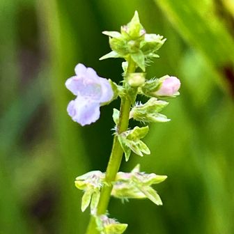 秋の花見つけた
イヌコージュ