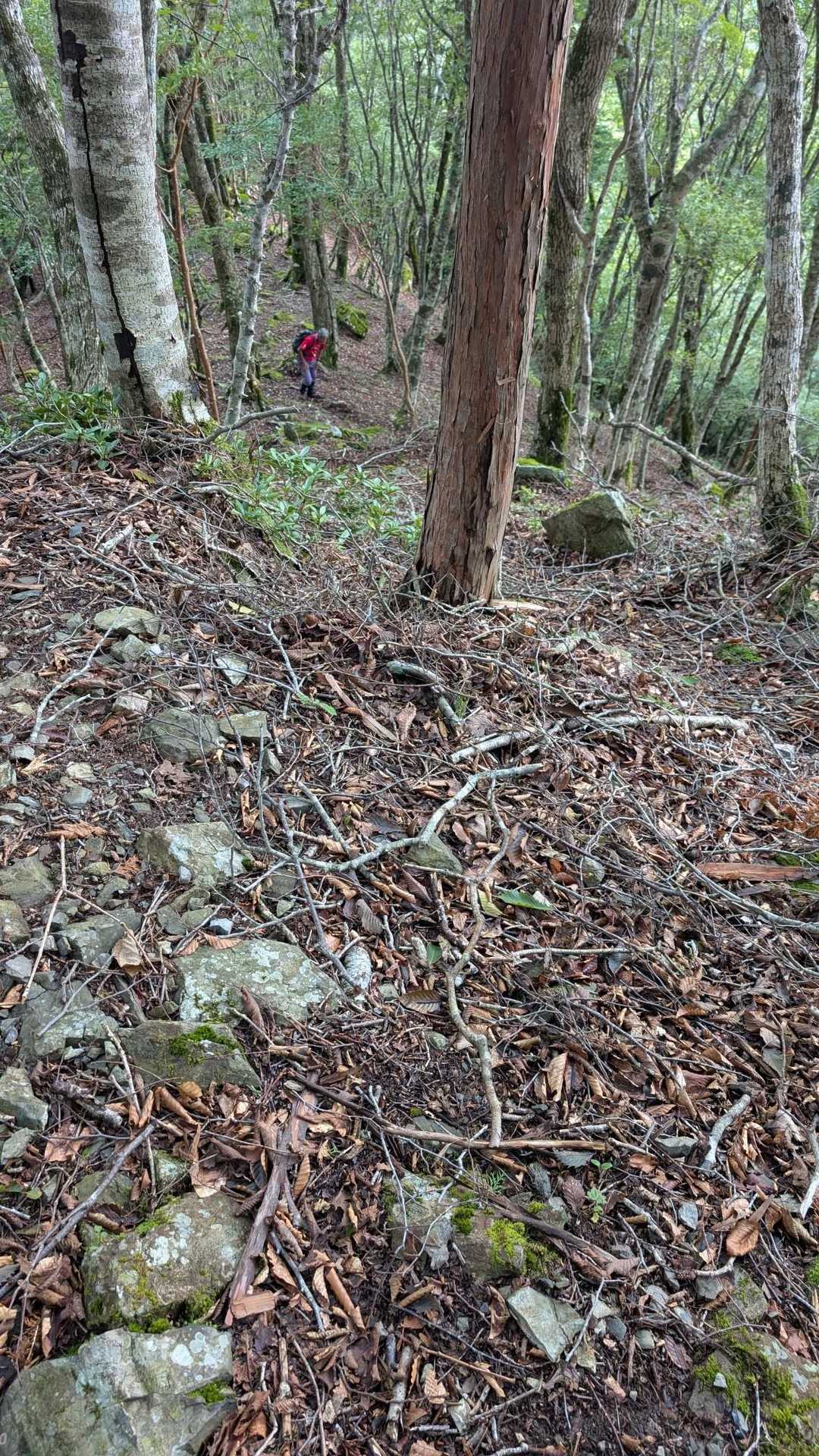 まだ登りは続きます