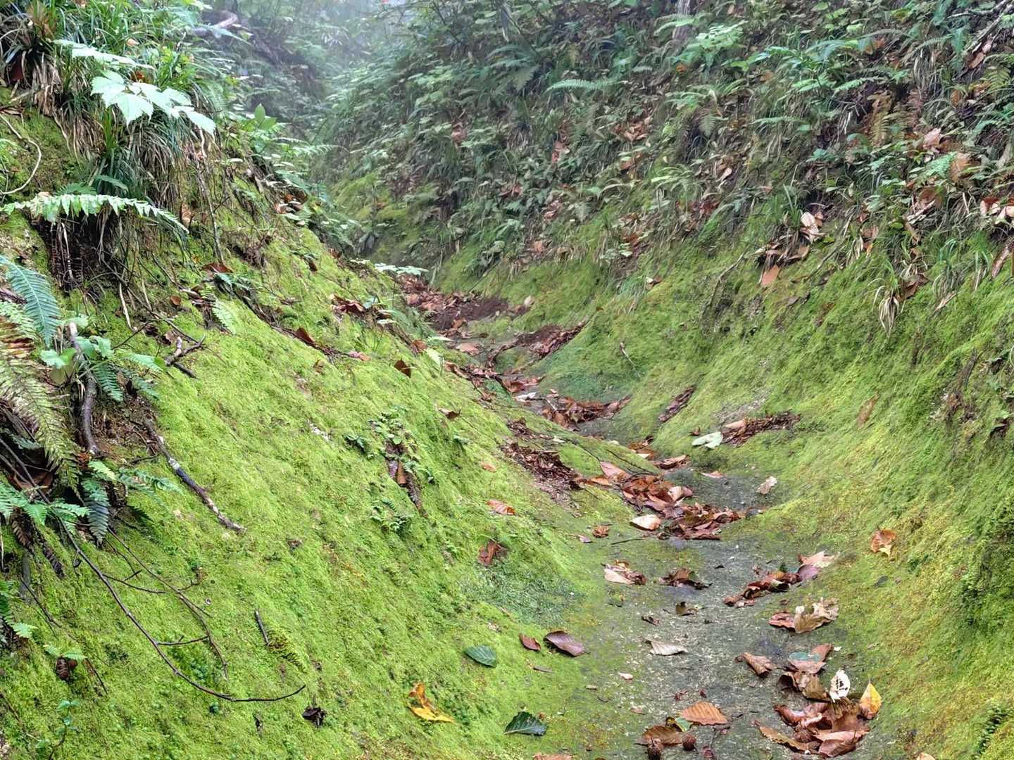 堀の様に掘られた登山道
濡れてると滑ります⚠️