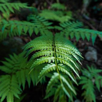 チュオンヴァンクオック フイ