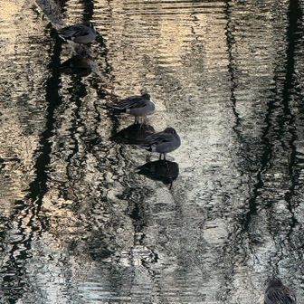 冷たそう🥶 ⸝⸝