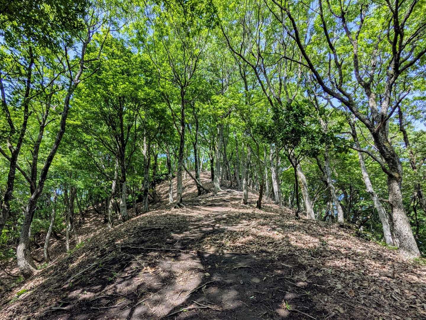 シデ山 往復コースの写真