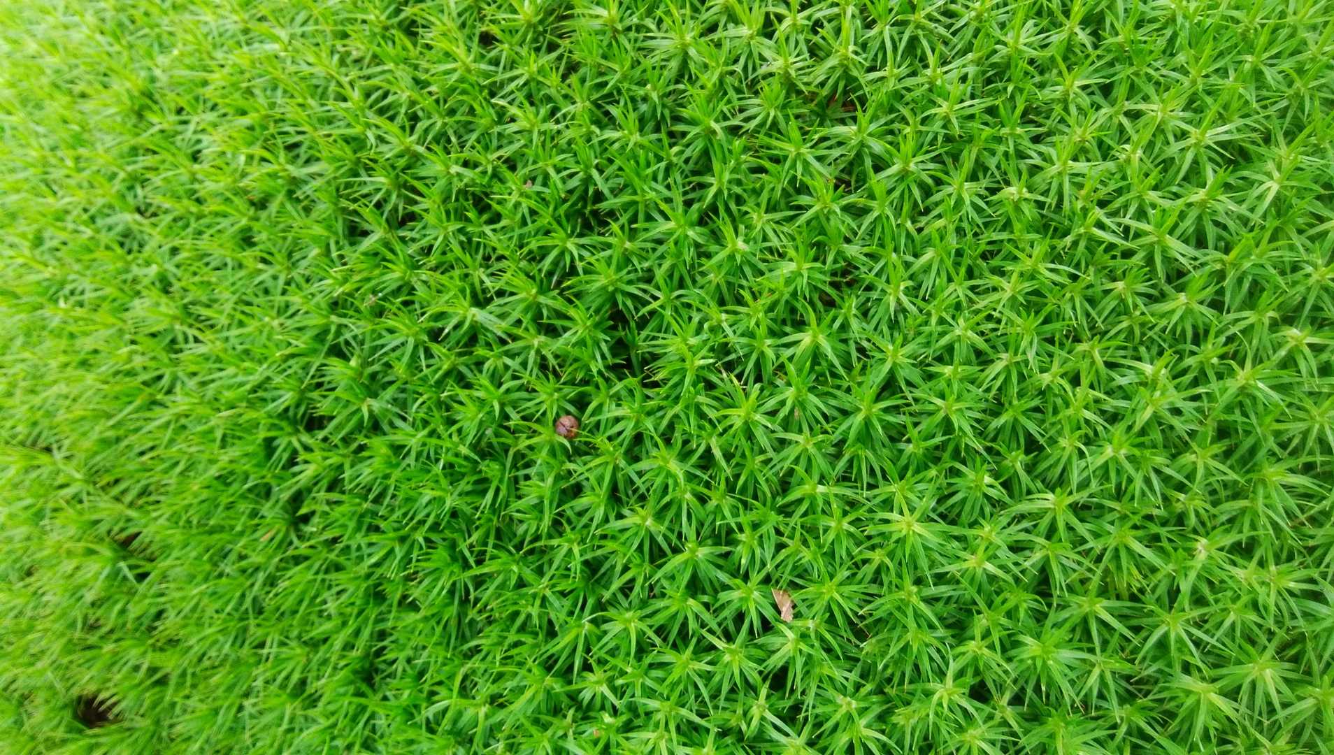 苔🌱🌱🌱