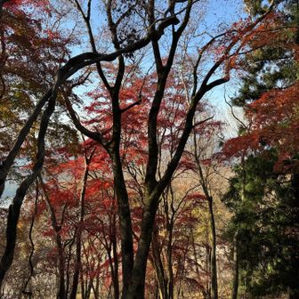 今年も紅葉見納めかなあ