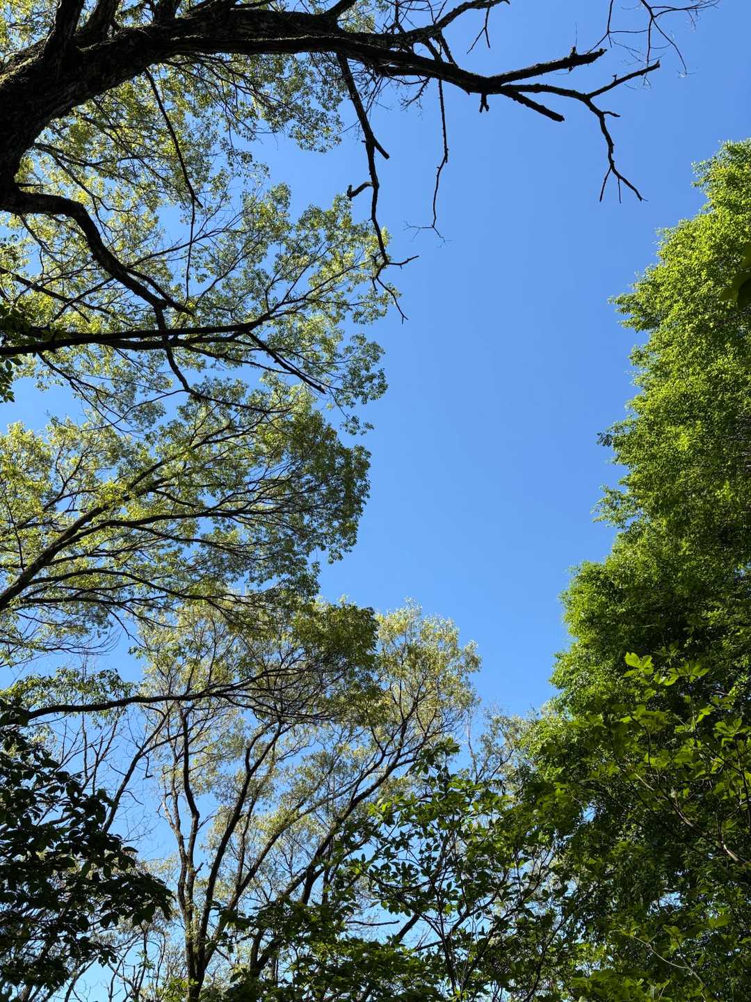 今日は素晴らしい天気☀️
新緑と青空のコントラストが美しい✨