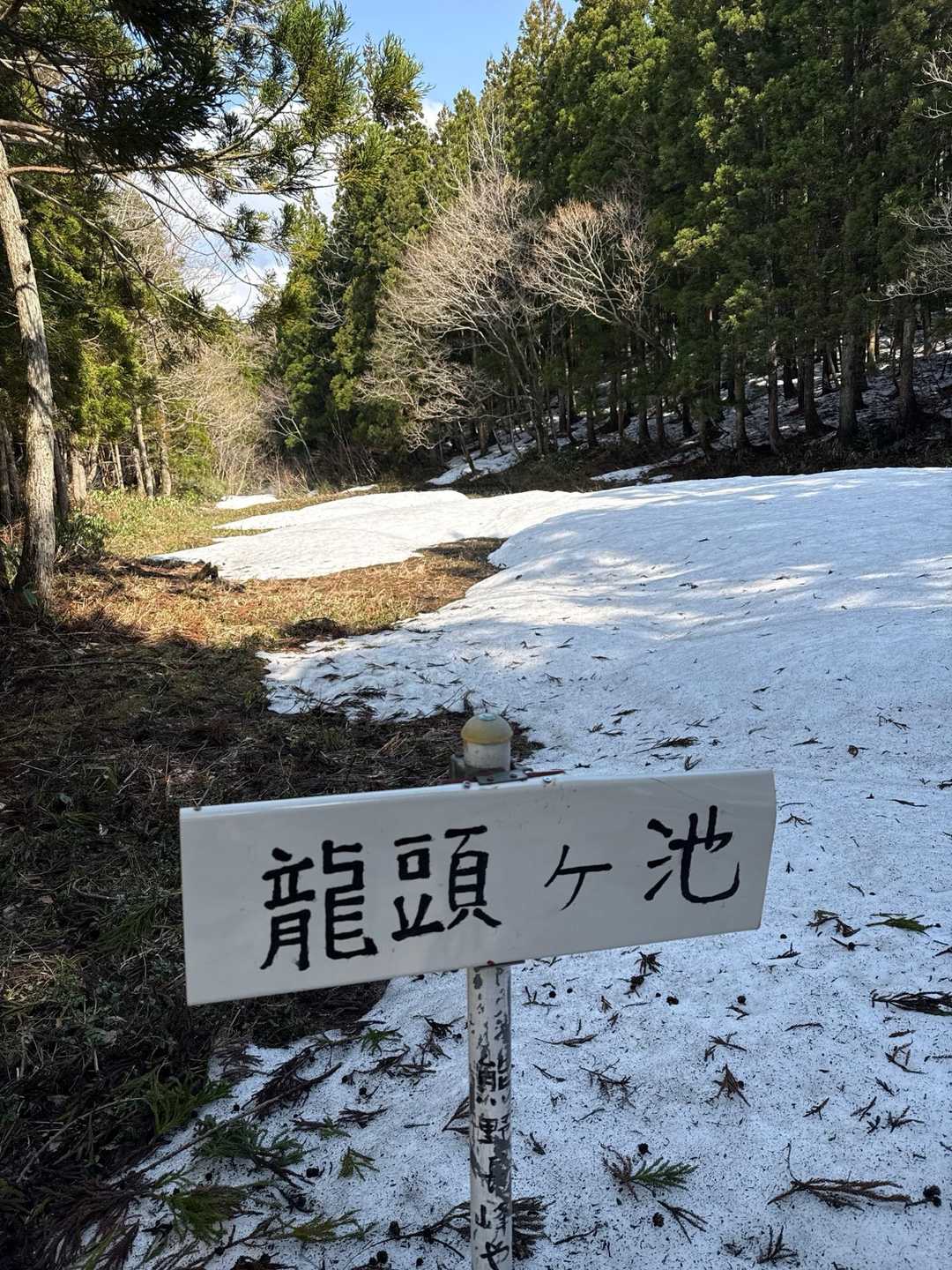 こちらは龍の頭🐲