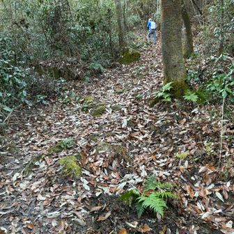 雑木林の道が好き