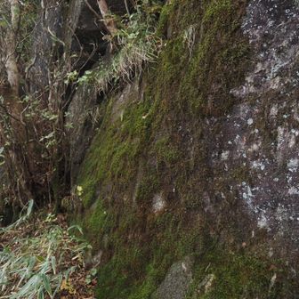 イワタバコ、ダイモンジソウが咲く場所