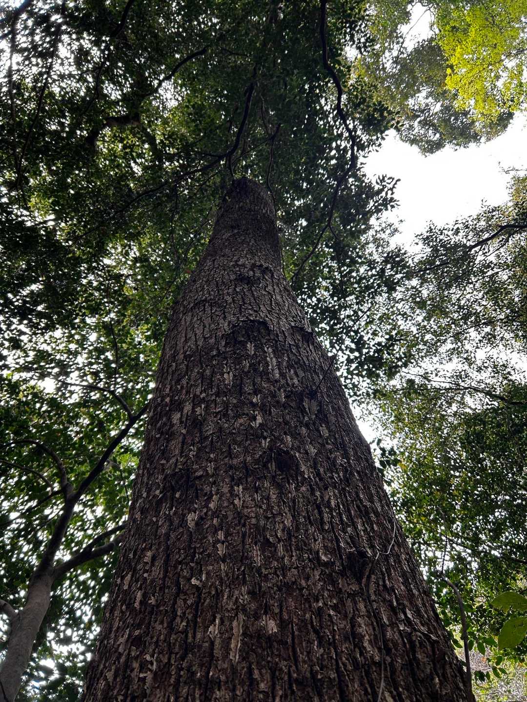 巨大だ〜