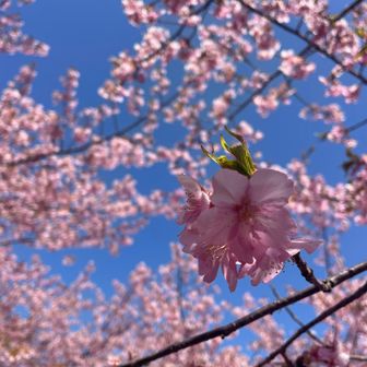 今年ものりちゃんと桜見れて嬉しい☺️