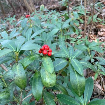 赤い実あり