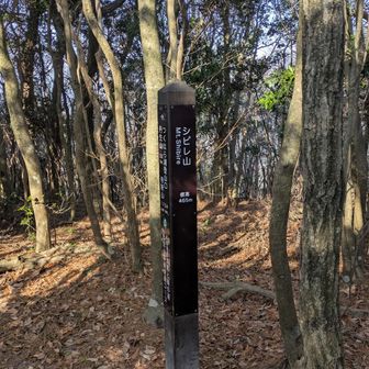 シビレ山(((( '-' ))))