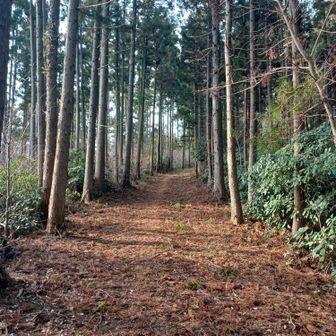 藪漕ぎ？どこにも藪ないし広くて歩きやすい。これから夏に藪になるのかな？