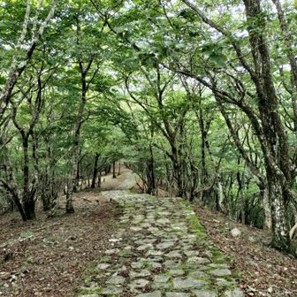 濡れていなくとも滑りやすい石畳。