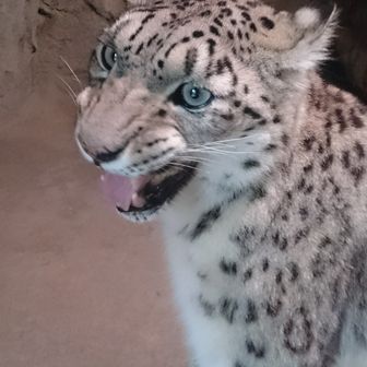 クロネコ登山部