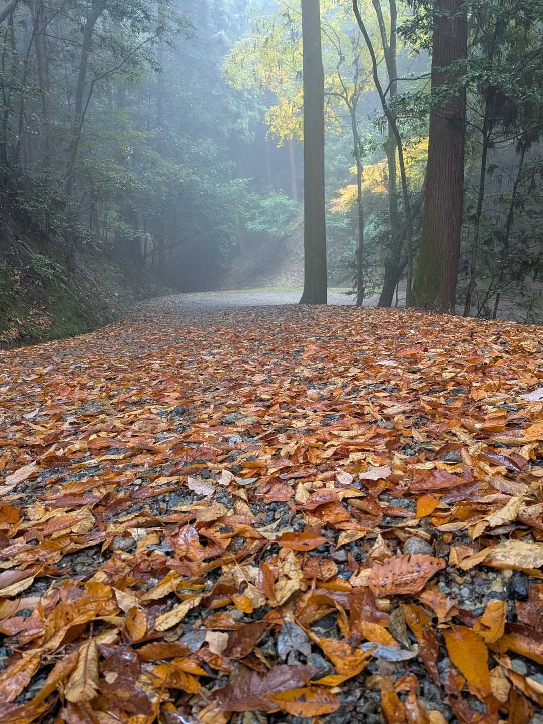 若草山麓バス停-若草山 縦走コースの写真