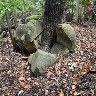 紀泉アルプス・飯盛山・ボンデン山 岩をも割る生命力