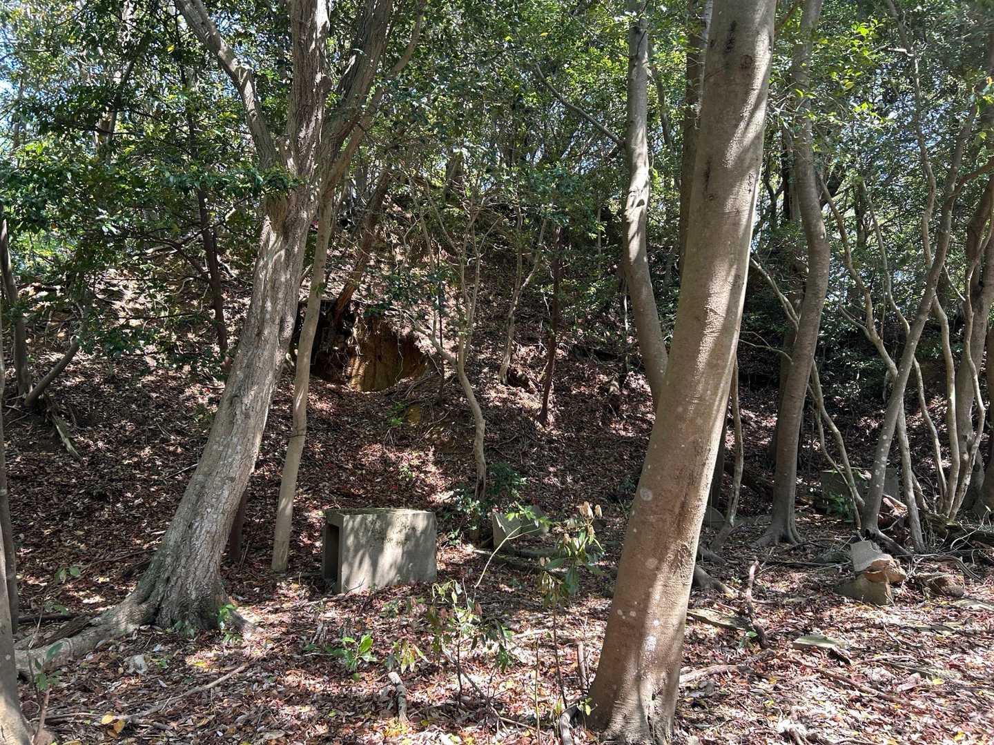 高尾山 往復コースの写真
