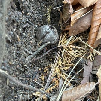 ホコリタケ🥰
ツンツンしてみる…