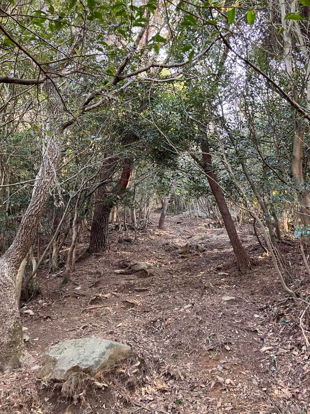 龍王山まではよく整備はされてますが
急登💦