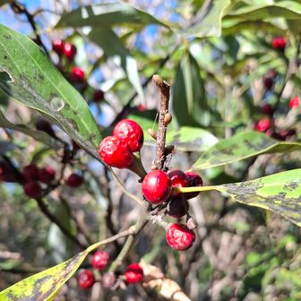 シロダモらしいけど･･･