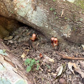 ここにもいたいた！