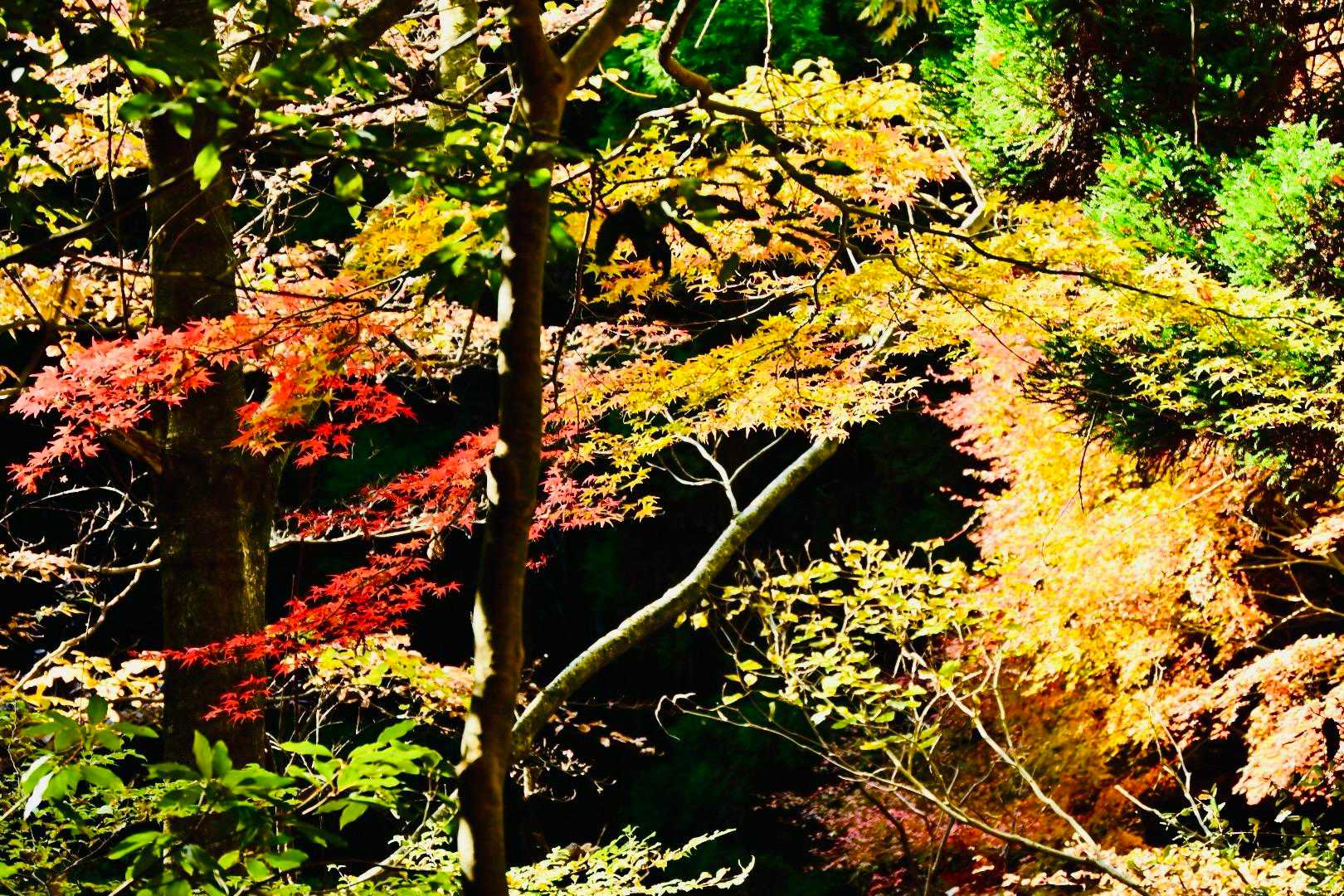 時折紅葉が美しい😍